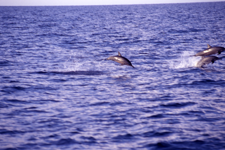 DIVING;dolphins;blue water;papua new guinea dolphin;F753_Factor_050 4